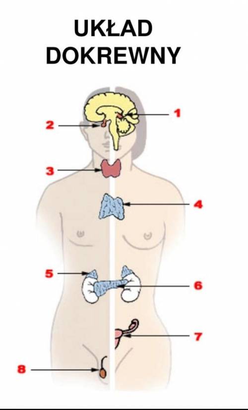 Proszę przyporządkuj cyfrom odpowiednie nazwy gruczołów . ​