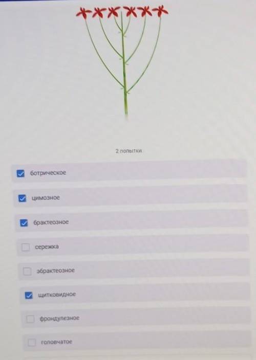 Отметьте все характеристики, которые верно описывают изображённой на рисунке соцветие в рамках разны