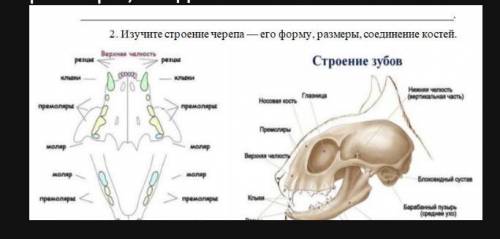 . Изучите строение черепа — его форму, размеры, соединение костей. Форма черепа с вытянутой мордой,