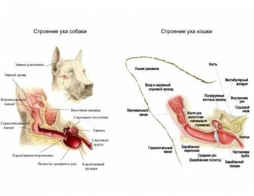 Опишите внешнее строение органов слуха какого-либо животного​