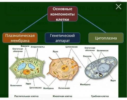 Определите и подпишите на схеме основные компоненты клетки​