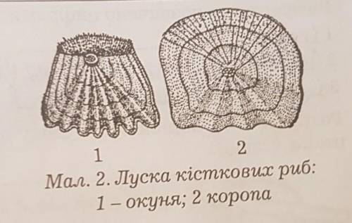 4. Визначте вік риби, луску якої вирозглядаєте.​