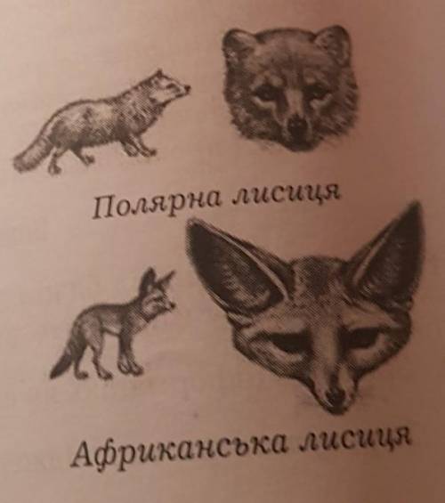 Розгляньте малюнок. За правилом Аллена, встановленим ще в XIX ст., існує зв'язок міжбудовою тіла теп