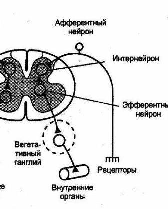 Что такое кашель? Нарисуйте схему рефлекторной дуги, сделайте обозначения​