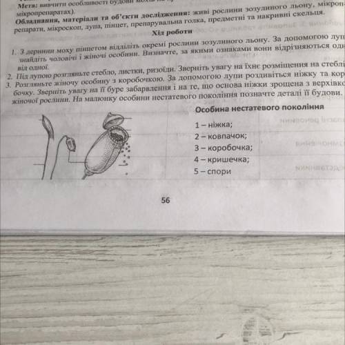 Особина нестатевого покоління е 1- ніжка; 2- ковпачок; 3 - коробочка; 4 - кришечка; 5 - спори