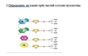 Определите из каких трёх частей состоит нуклеотид.