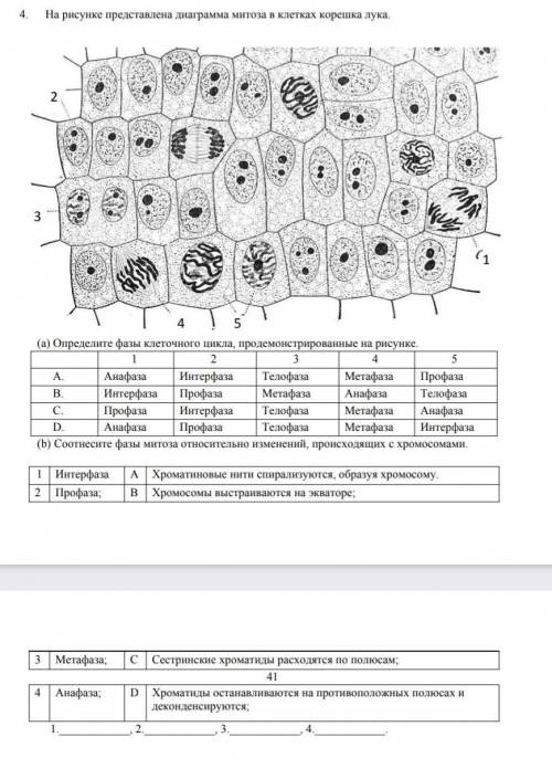 На рисунке представлена диаграмма митоза в клетках корешка лука. (а) Определите фазы клеточного цикл