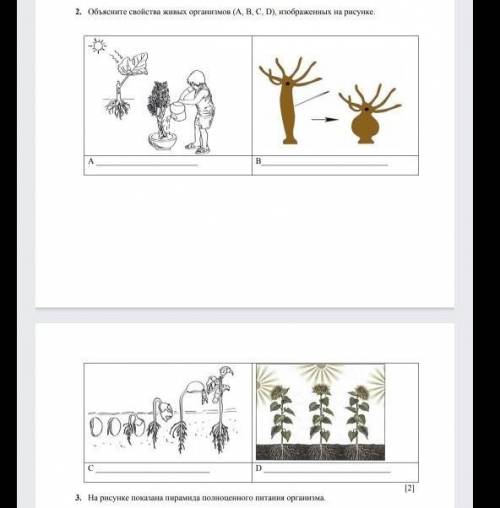 второе задание Объясните свойство живых организмов ABCD изображенных на рисунке. УМАЛЯЮ НОРМАЛЬНЫЙ О