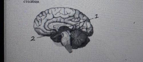 Задание No6 Установите соответствие между отделами головного мозга (обозначены на рисунке цифрами 1