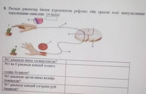 8. Расмда ракамлар билан курсатилган рефлекс ейи оркали асаб импульсининг таратиттини аникланг ( ).с