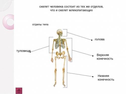 1. Задание. Подпиши отделы скелета и их состав.