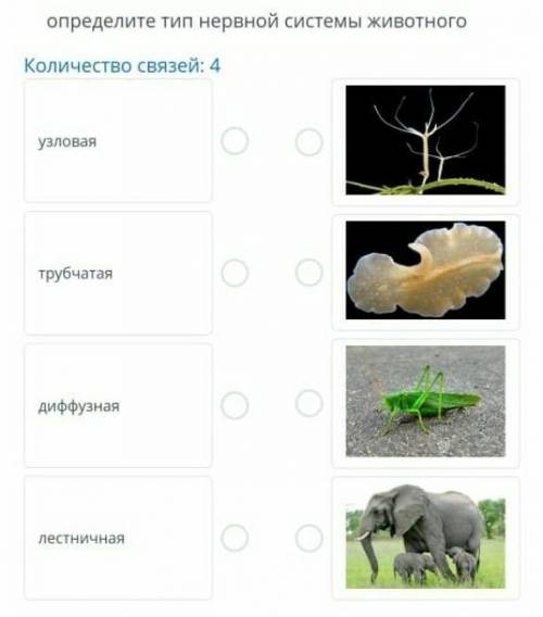 Определите тип нервной системы животного. !​