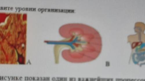 2.Назовите уровни организации:ABС​