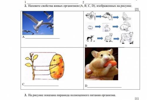 Назовите свойства живых организмов ABCD изображенных на рисунке ​