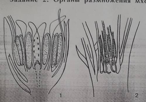 Размножения МХОВ 1. Рассмотритена рис. 105 схе-мы строенияверхушек ку-кушкина льна ирешите,какойцифр