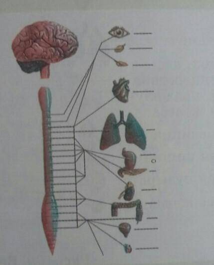 2. Объясните рисунок я тороплюсь я подскажу что это вегетативная нервная система