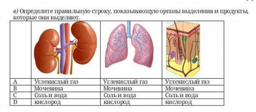 Определите правильную строку, показывающую органы выделения и продукты, которые они выделяют. AУглек