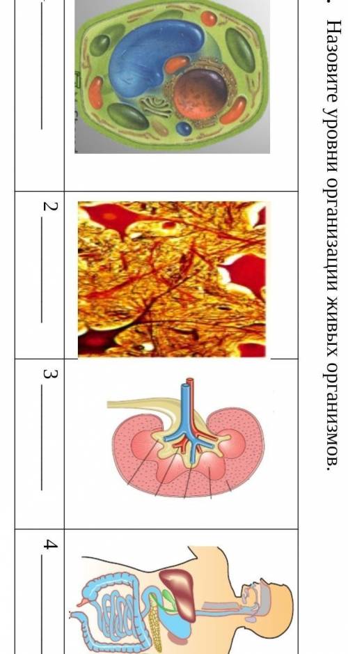 Назовите уровни организации живых организмов. 12 3 4 ​