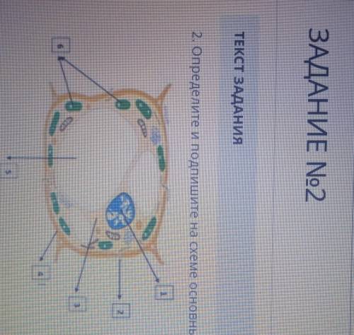 Определите и подпишите на схеме основные компоненты клетки​