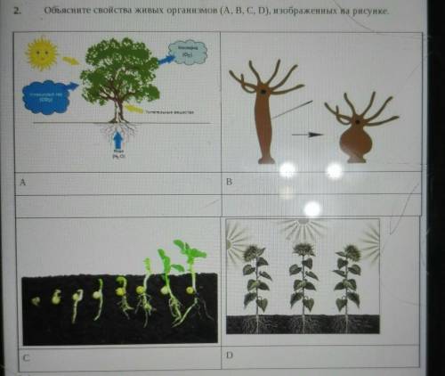 2 .Объясните свойства живых организмов (А, В, С, D), изображенных на рисунке.Никара(0)КАЯ НЕГитотель