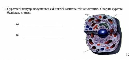 Суреттегі жануар жасушаның екі негізгі компонентін анықтаңыз. Оларды суретте белгілеп, атаңы А)В) ​