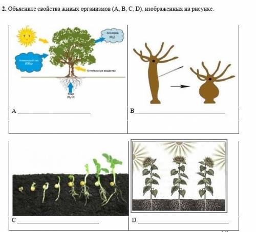 2. Объясните свойства живых организмов (А, В, С, D), изображенных на рисунке.​