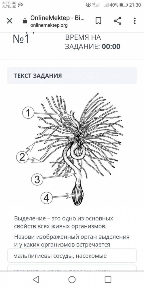 Выделение - это одно из основных свойств всех живых организмов. Назови изображенный орган выделения