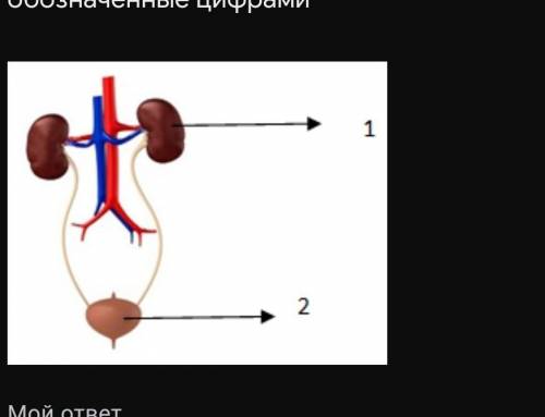 Рассмотрите рисунок, назовите органы выделительной системы человека, обозначенные цифрами * ​