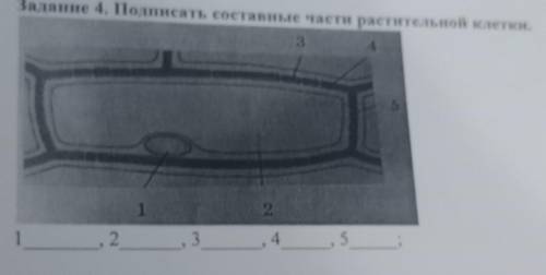 Задание 4. Подписать составные части растительной клетки ​