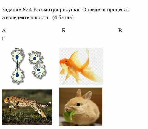 Рассмотри рисунки. Определи процессы жизнедеятельности.​