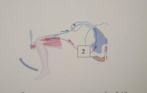 11. На рисунке показан коленный рефлекс, (а) Укажите структуру, обозначенную на рисунке шифрой 1(b)