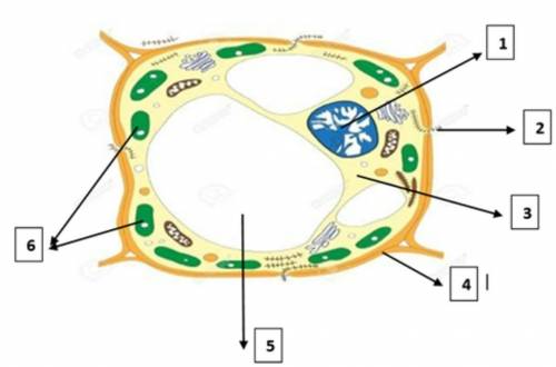 Определите  органоиды растительной  клетки под № 1, 2, 3, 6 ​