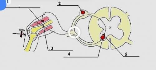 Задание N 2. Рассмотрите изображение. 1 31Рефлекторная дугаA) Назовите нейрон, расположенный под циф