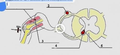 Задание N 2. Рассмотрите изображение. 1 31Рефлекторная дугаA) Назовите нейрон, расположенный под циф