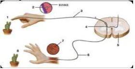 4. Рассмотрите изображение. Рефлекторная дугаНазовите звено рефлекторной дуги (номер звенаназвание),