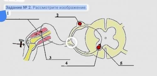 Задание N 2. Рассмотрите изображение. 1 31Рефлекторная дугаA) Назовите нейрон, расположенный под циф