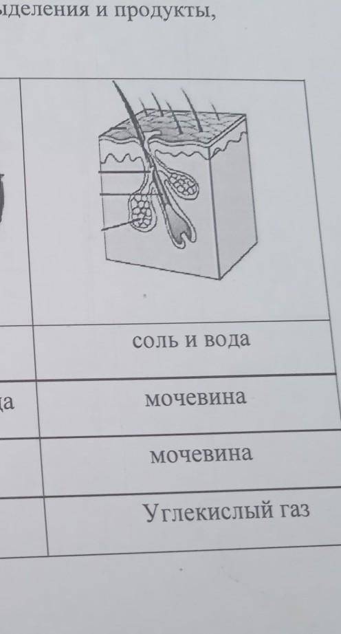 определите правильную строчку показывающая органы выделения и продукты которые не выделяют !:)​