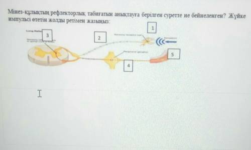 Мінез-құлықтың рефлекторлық табиғатын анықтауға берілген суретте не бейнеленген? Жүйке импульсі өтет