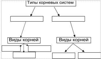 Заполни схему «Типы корневых систем»: