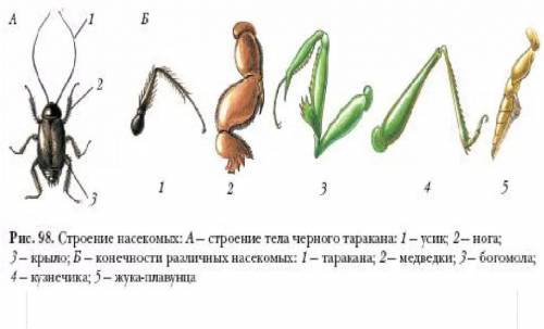 9 КЛАСС Задание №2. Рассмотрите конечности насекомых. Найдите у них черты сходства и различия (рисун