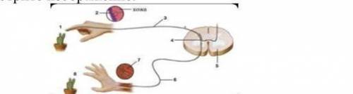4. Рассмотрите изображение. Рефлекторная дугаНазовите звено рефлекторной дуги (номер звенаназвание),