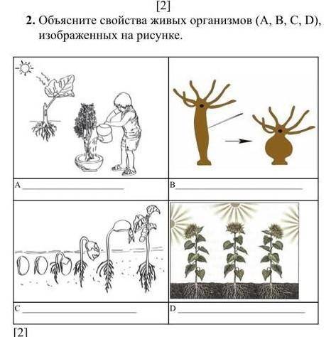 2. Объясните свойства живых организмов (А, В, С, D), изображенных на рисунке.​