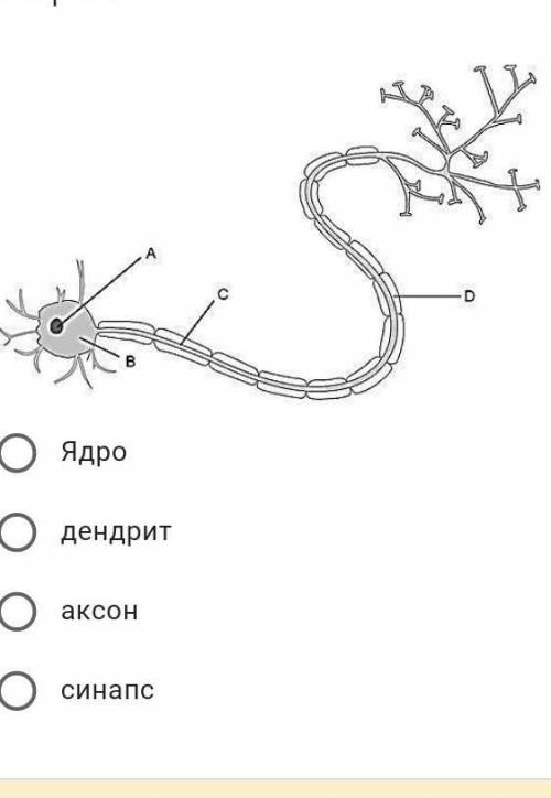 у меня соч рисунке изображена структурная единица нервной ткани - нейрон. Укажите, что показано под