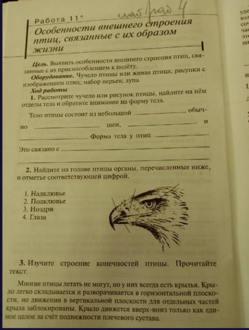 Передние конечности птицы привратились в и так далее