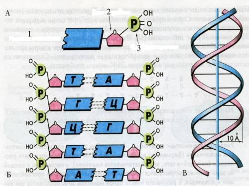 2) На рисунке изображено строение ДНК: a) Подпишите названия элементов под цифрами: 1) 2) 3) b) Н
