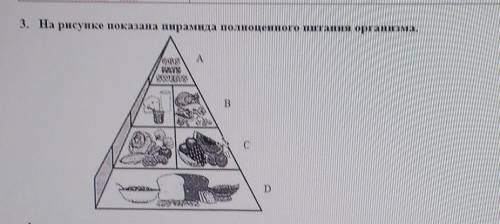 3. На рисунке показана пирамида полноценного питания. В ряду д назовите продуктв и вещиство входящ