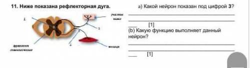 Ниже показана рефлекторная дуга. а) Какой нейрон показан под цифрой 3? (b) Какую функцию выполняет