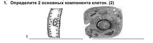 Определите 2 основных компонента клетки​