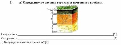 Определите по рисунку горизонты почвенного профиля. А-горизонт - C-горизонт - Б) Какую роль выполняе