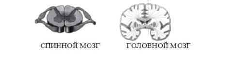 11. Рассмотрите рисунок и определите расположение белого и серого вещества в спинном и головном мозг